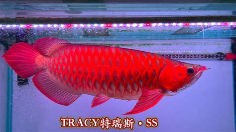 紅龍魚品種|紅龍魚:紅龍魚簡介,外形特徵,生活習性,雌雄分辨,繁殖發育,常見品。